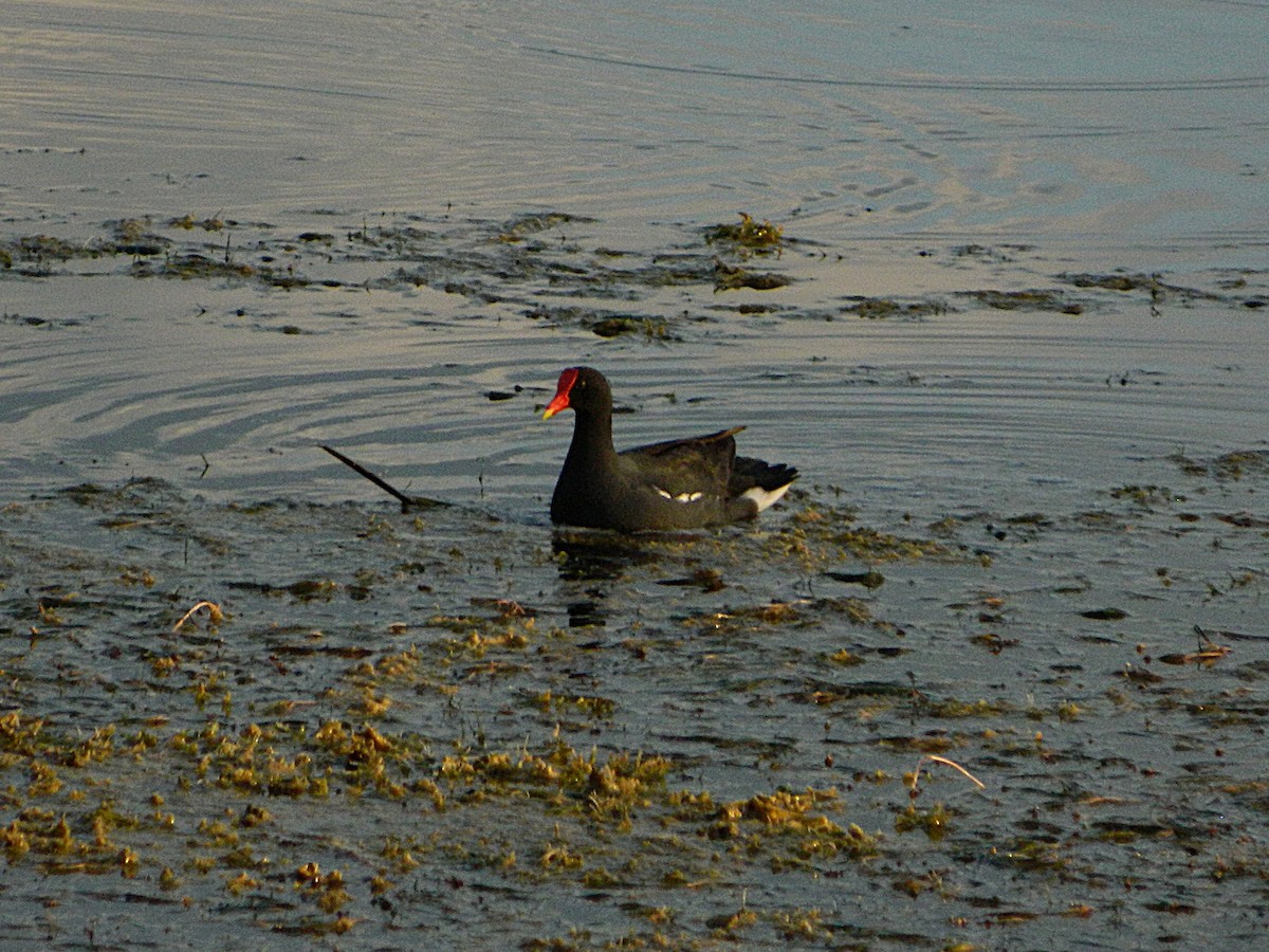 Common Gallinule - ML643728617
