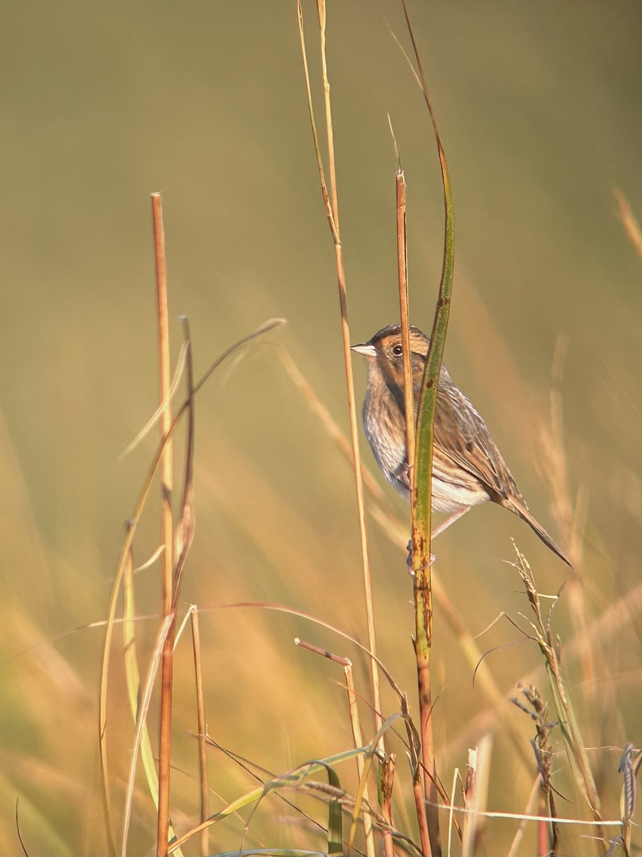 Nelson's Sparrow (Interior) - ML643728626