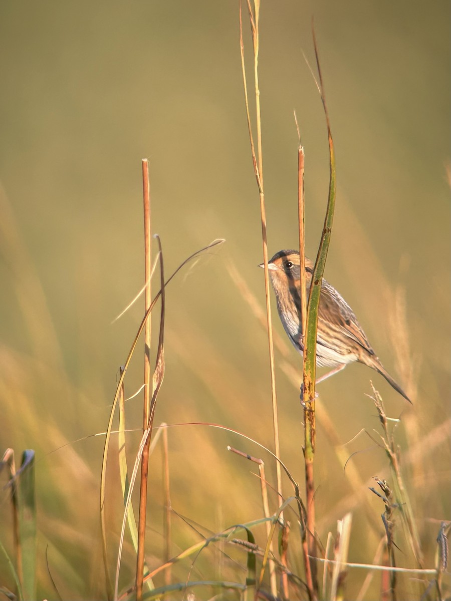 Nelson's Sparrow (Interior) - ML643728628