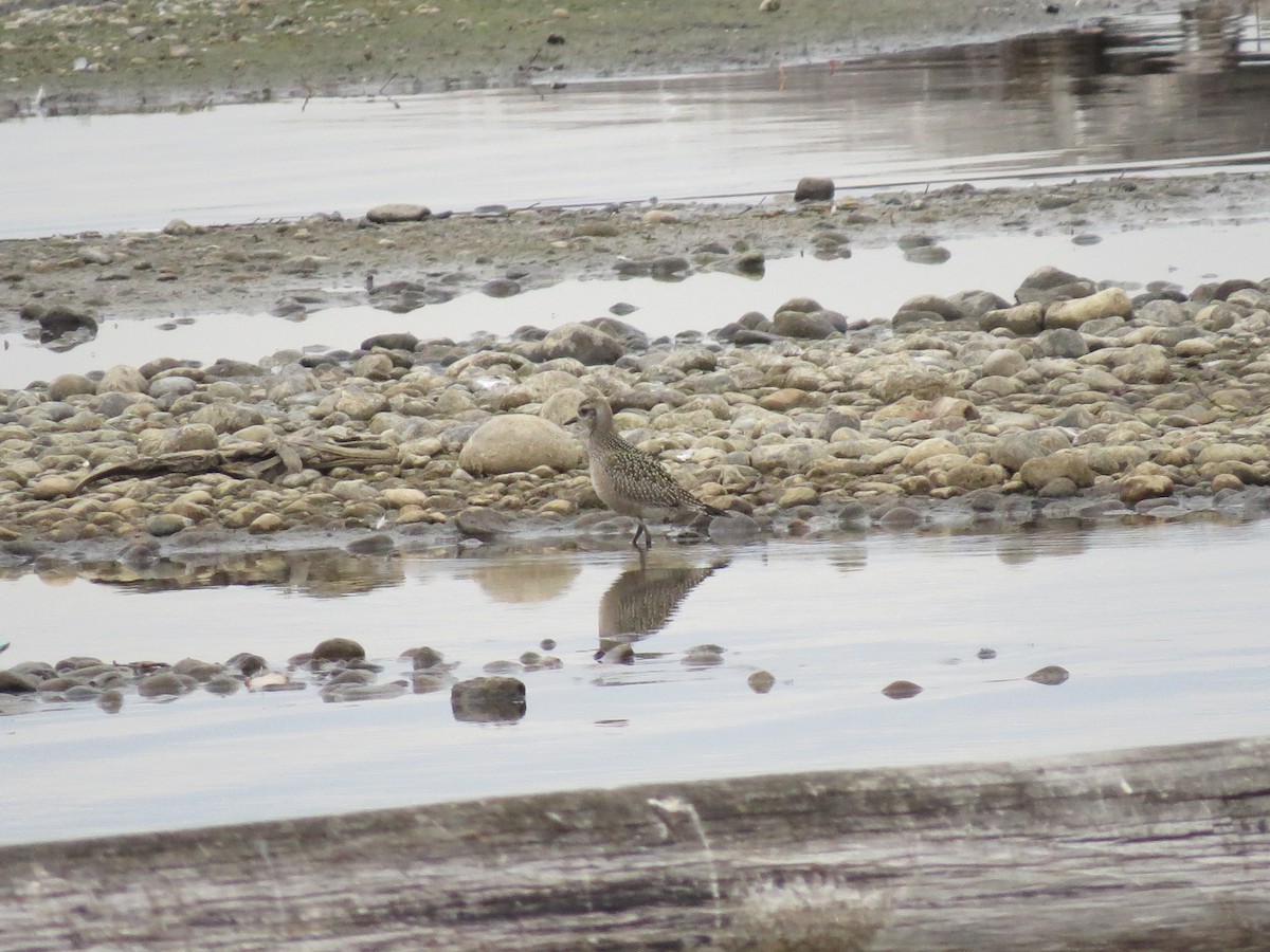 American Golden-Plover - ML643728629