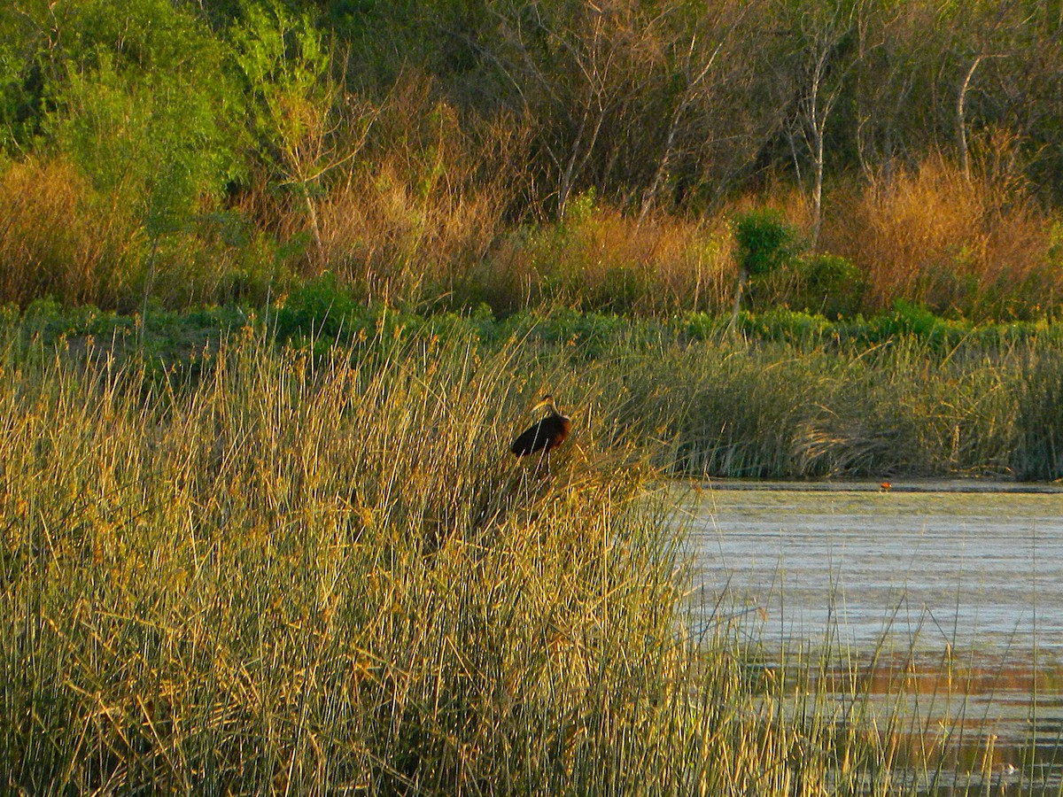 Limpkin - ML643728638