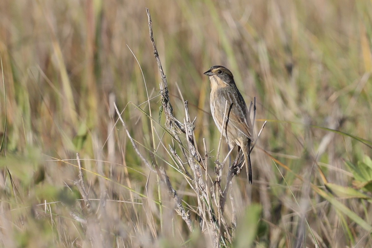 Nelson's Sparrow (Atlantic Coast) - ML643728640