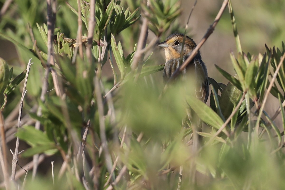 Nelson's Sparrow (Atlantic Coast) - ML643728641