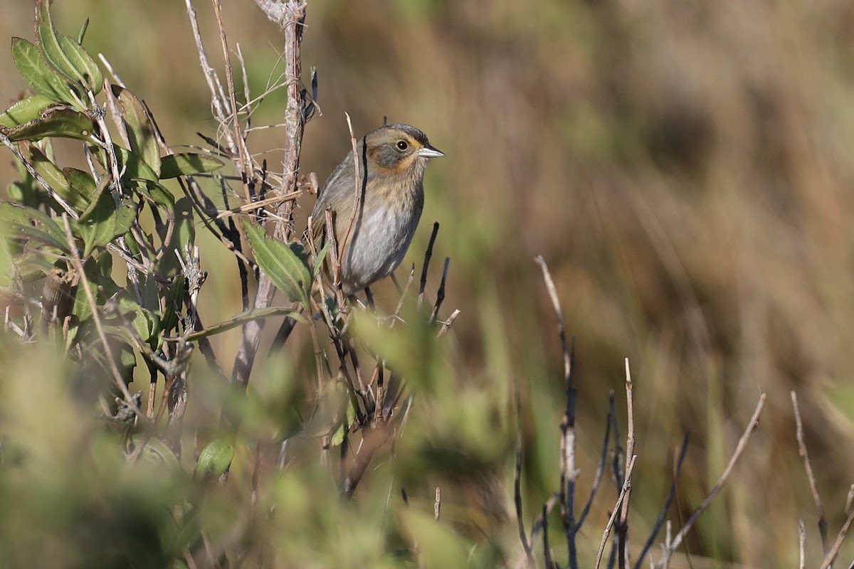 Nelson's Sparrow (Atlantic Coast) - ML643728642