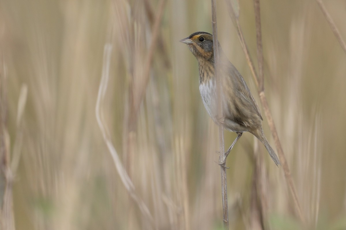 Nelson's Sparrow (Interior) - ML643728651