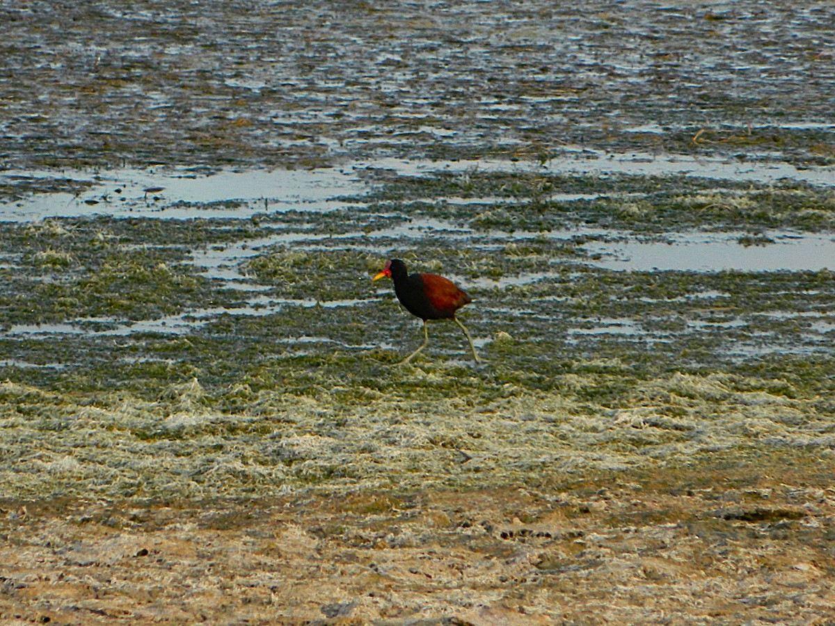 Wattled Jacana - ML643728655
