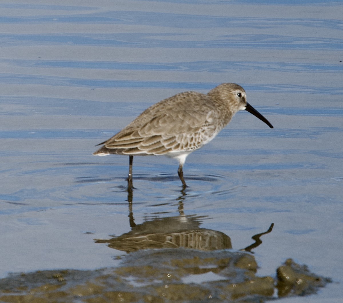 jespák obecný - ML643728657