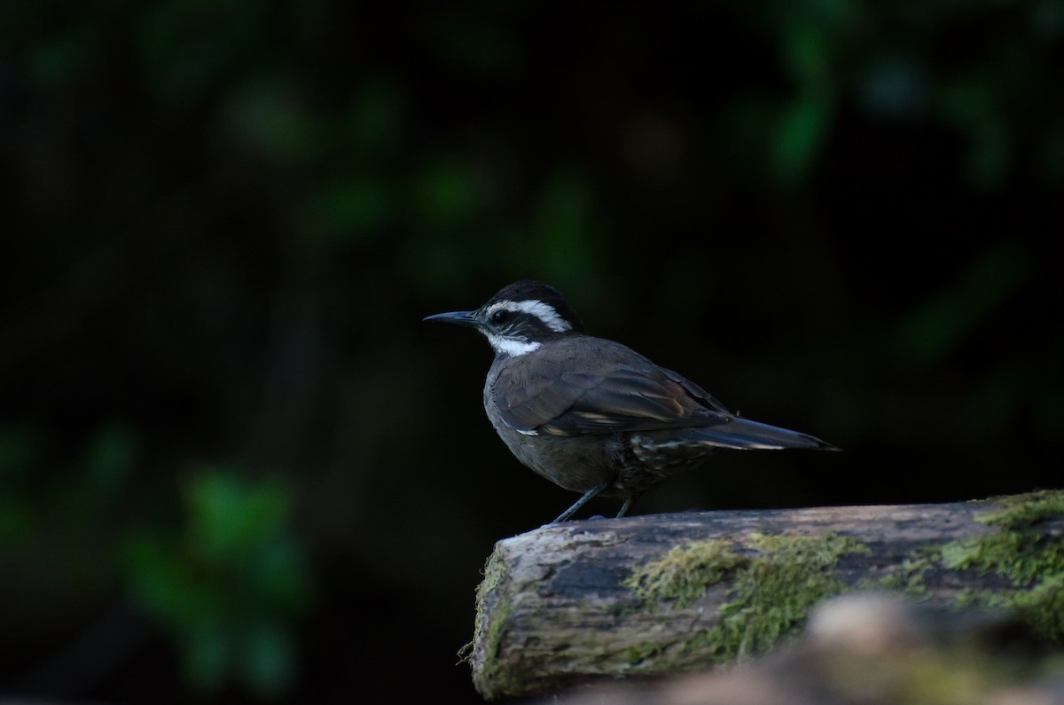 Cinclode à ventre sombre - ML643728687