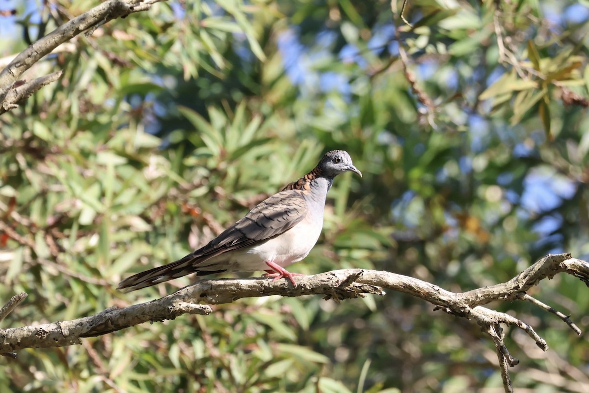 Bar-shouldered Dove - ML643728688