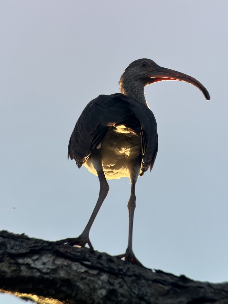 Ibis blanc - ML643728724