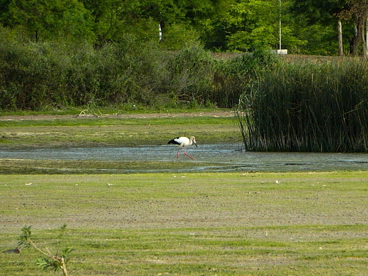 Maguari Stork - ML643728739
