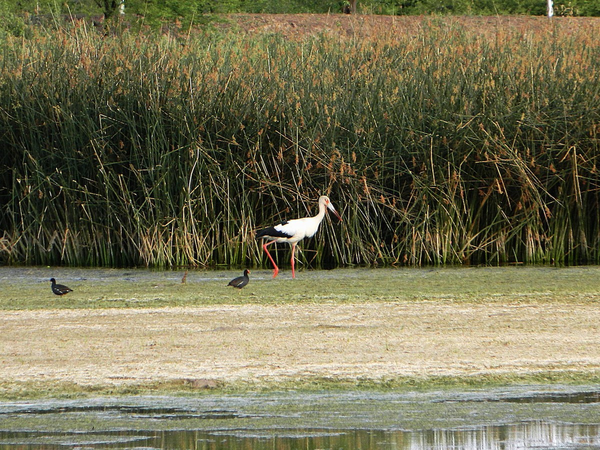 Maguari Stork - ML643728740