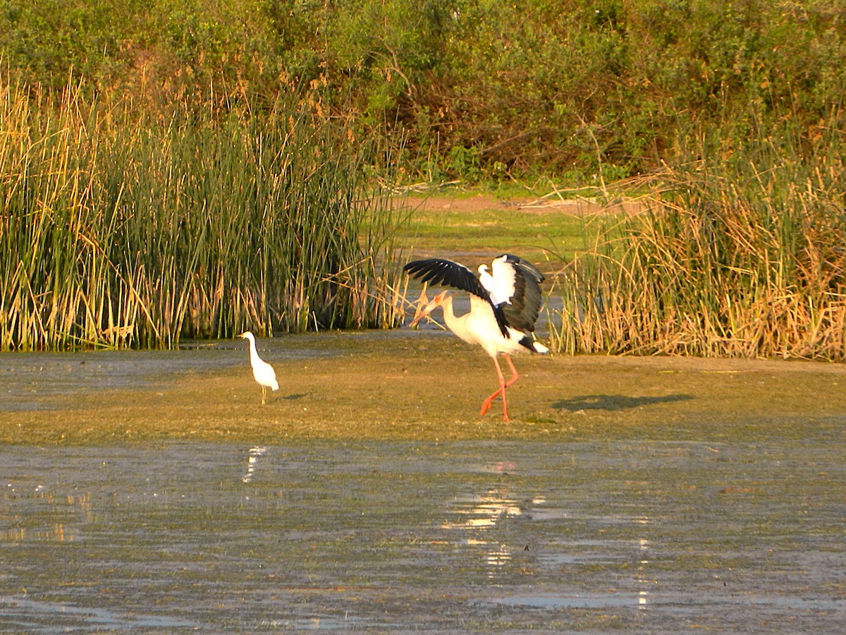 Maguari Stork - ML643728741