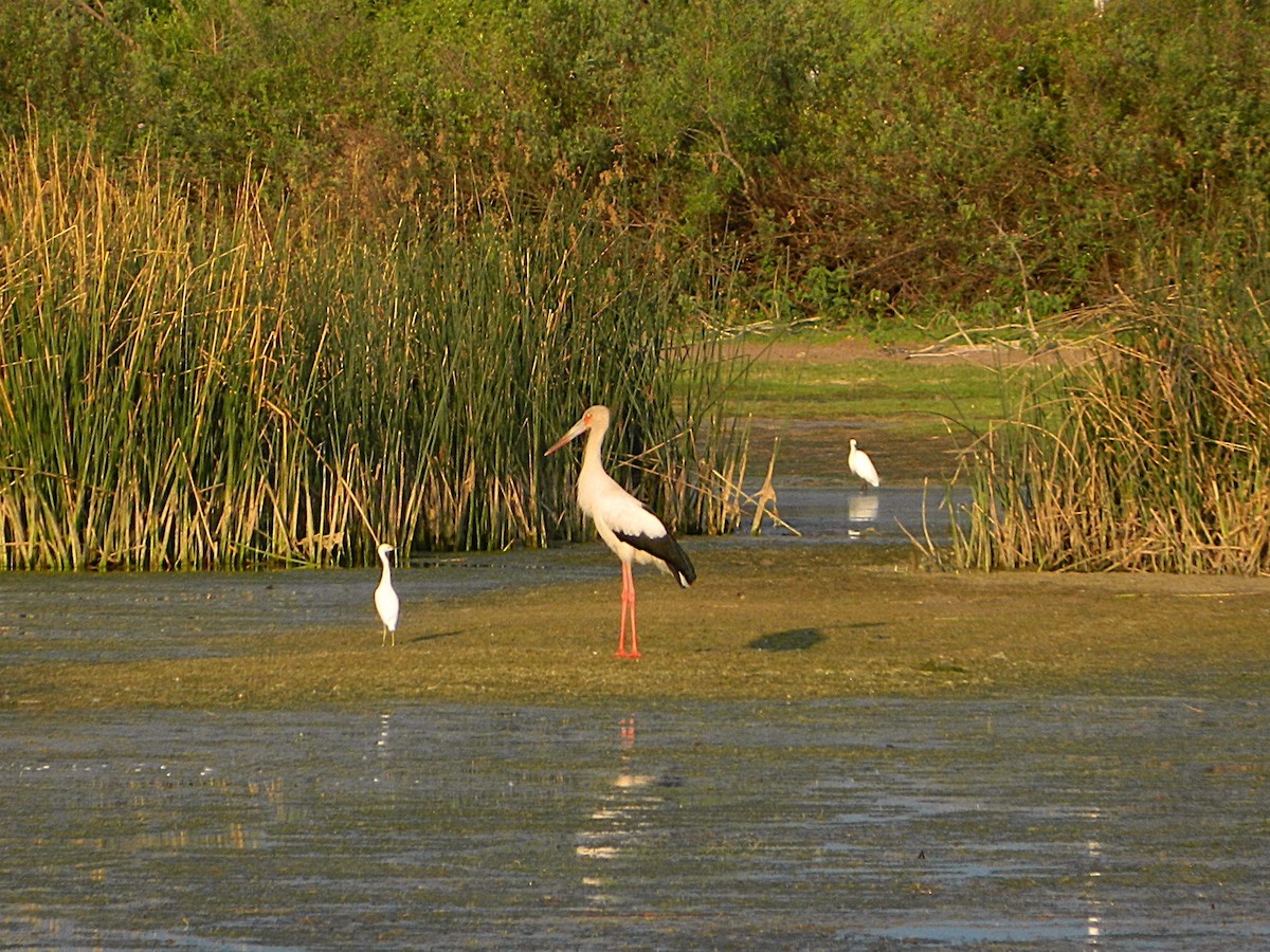 Maguari Stork - ML643728742