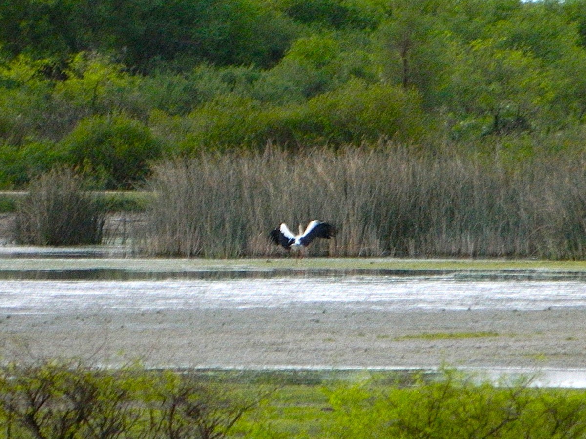 Maguari Stork - ML643728743