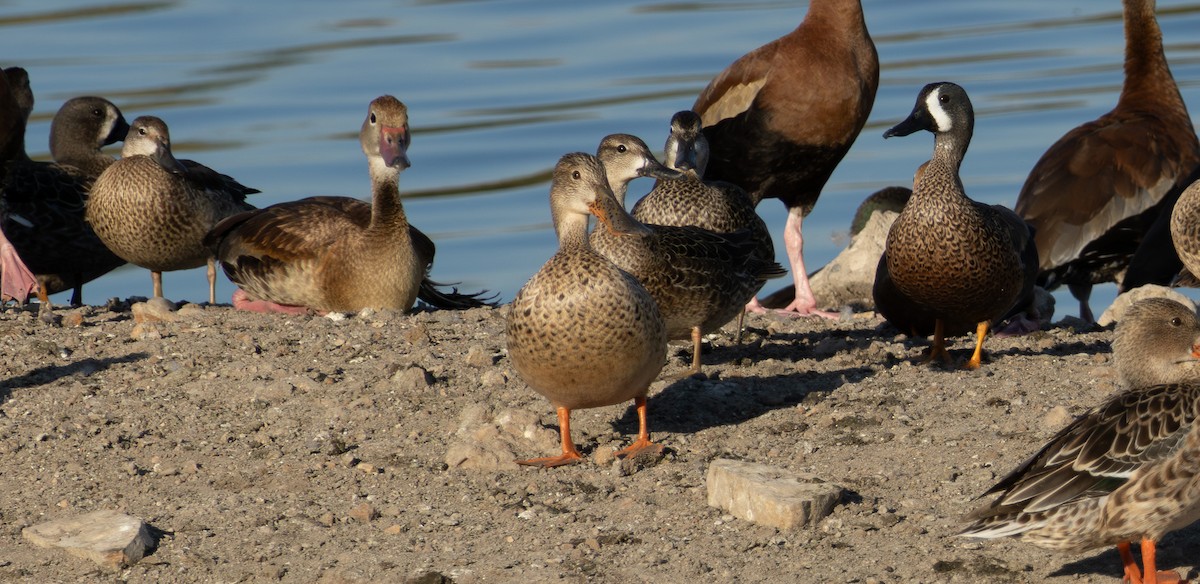 Blue-winged Teal - ML643728750
