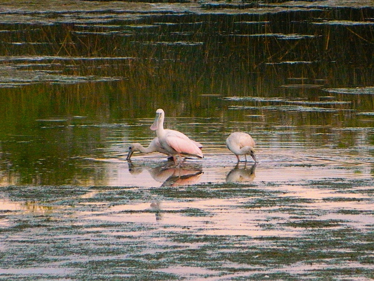 Roseate Spoonbill - ML643728794