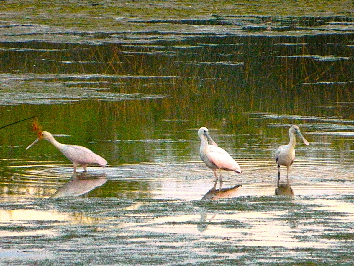 Roseate Spoonbill - ML643728795