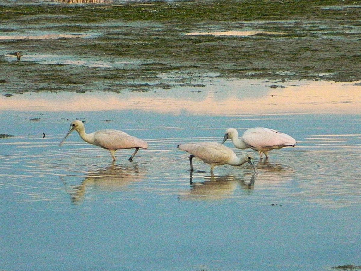 Roseate Spoonbill - ML643728796