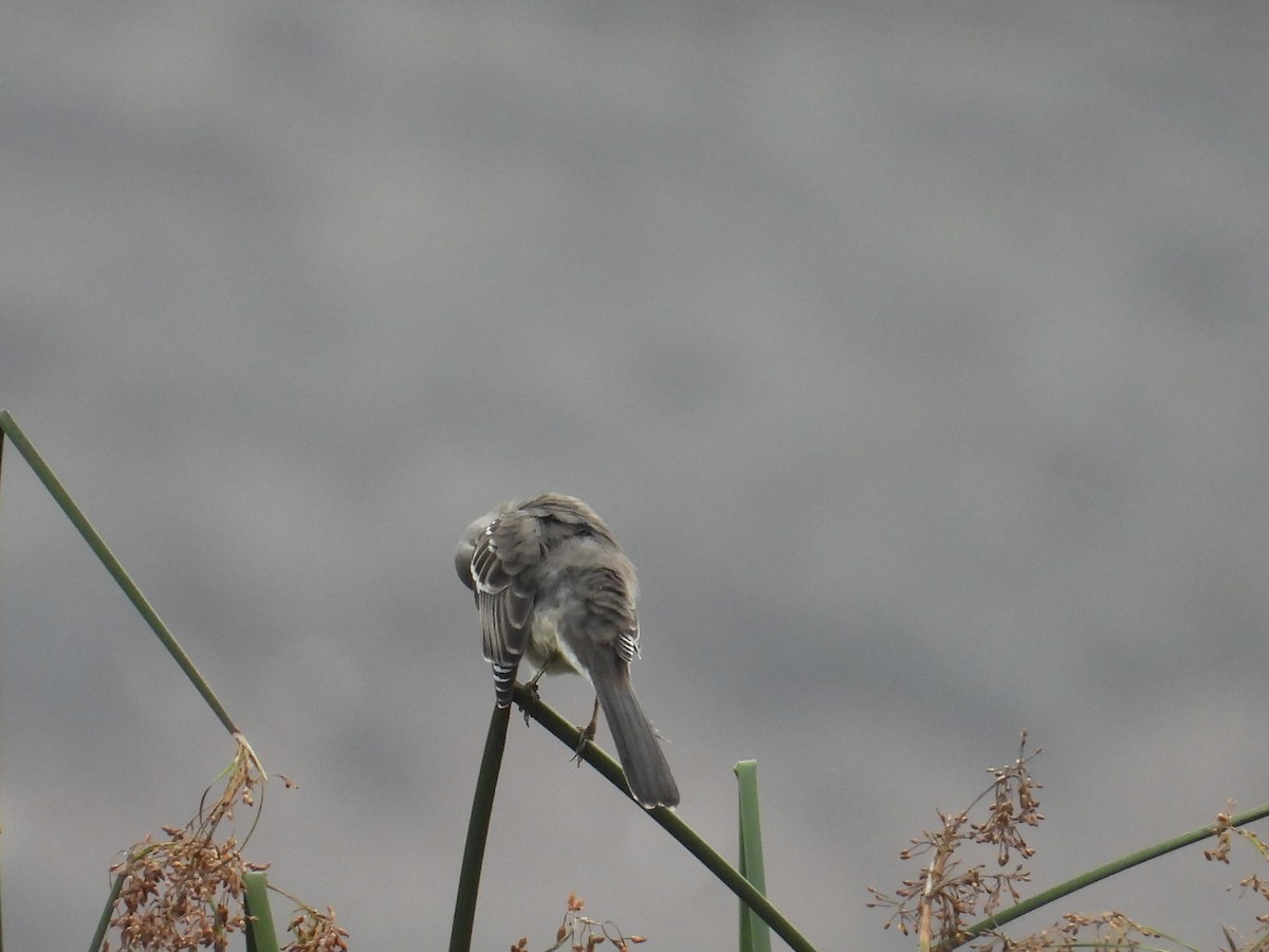 Northern Mockingbird - ML643728799