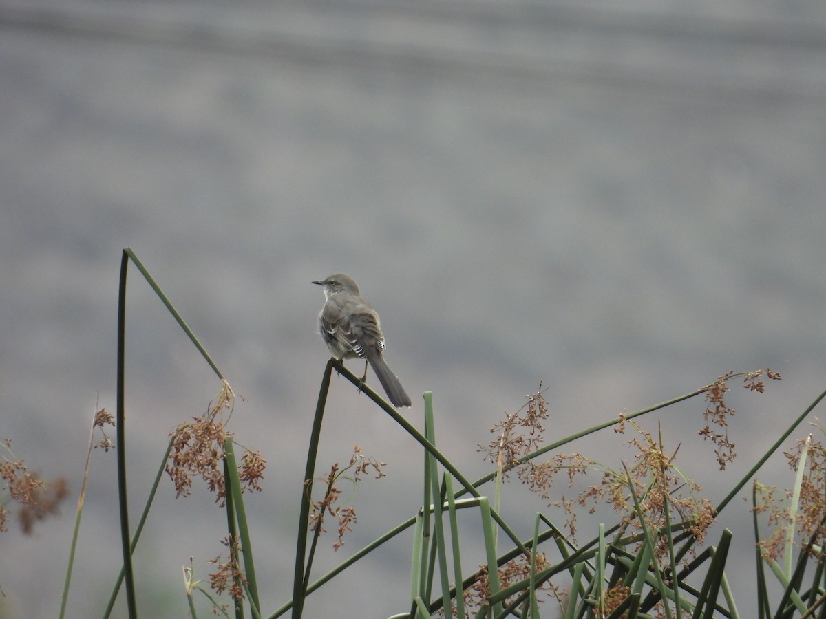 Northern Mockingbird - ML643728800