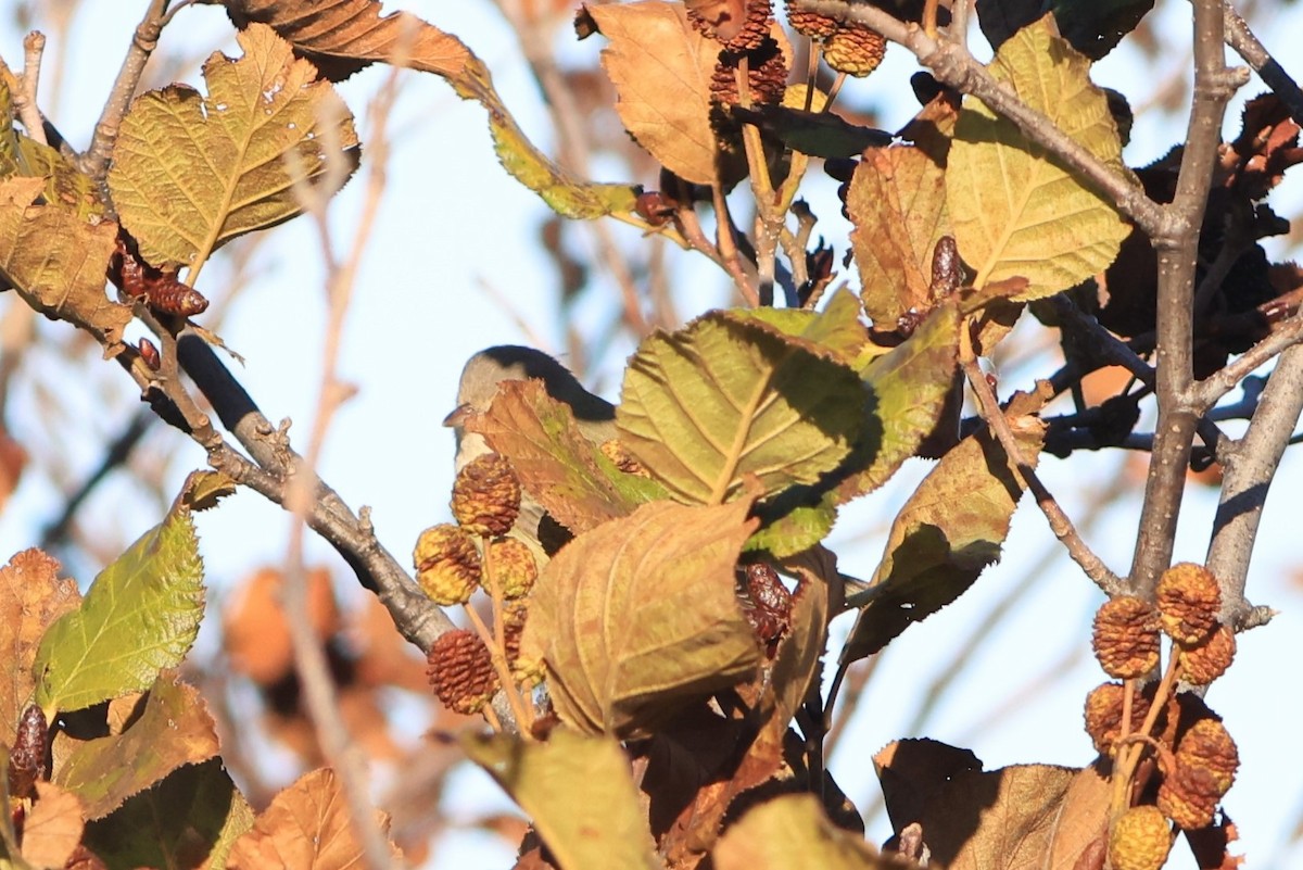 ベルモズモドキ（bellii／medius） - ML643728801