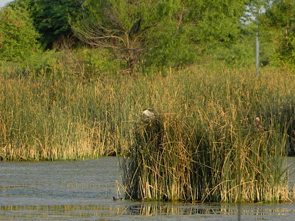 夜鷺 - ML643728811