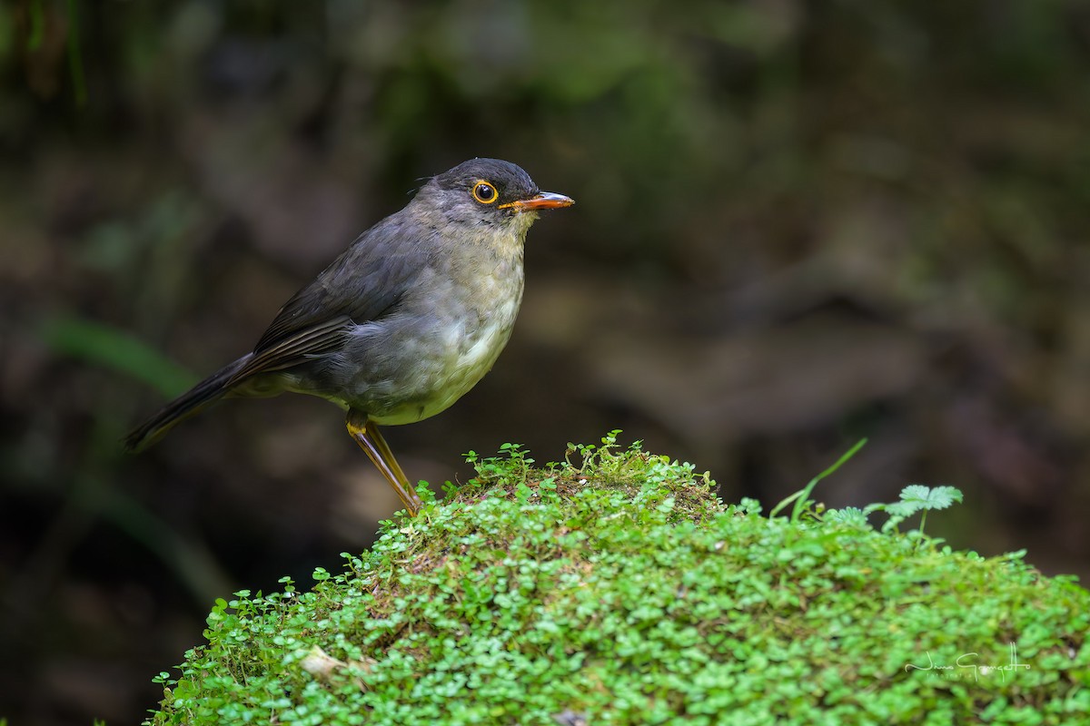 Slaty-backed Nightingale-Thrush - ML643728817