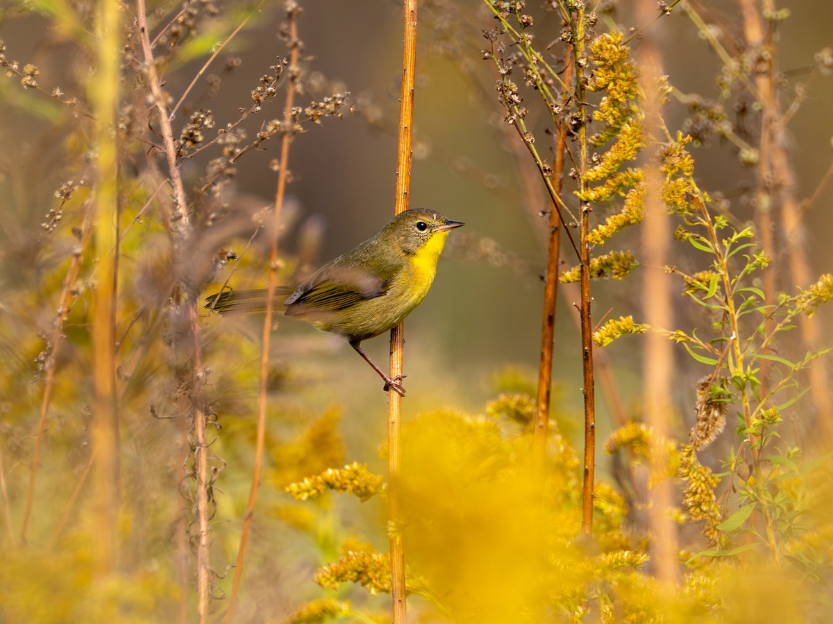 Common Yellowthroat - ML643728821