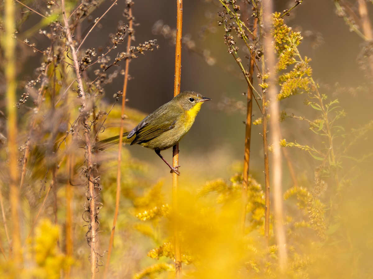 Common Yellowthroat - ML643728822