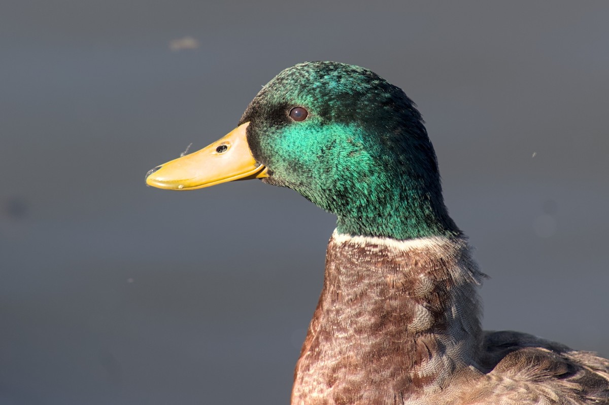 Canard colvert - ML643728823