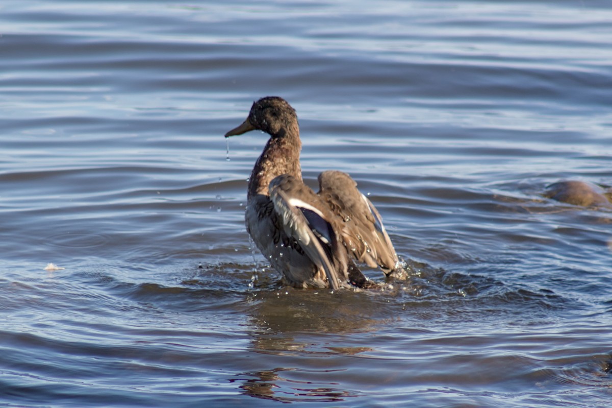Canard colvert - ML643728830