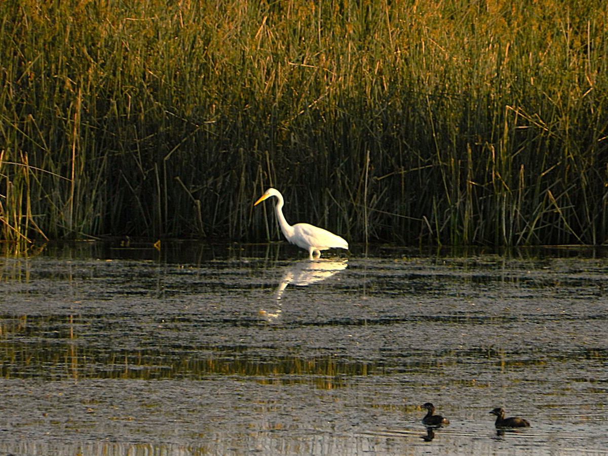 大白鷺 - ML643728833