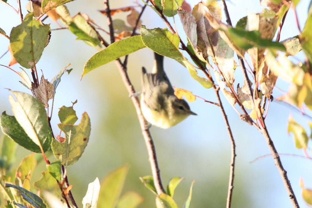 Philadelphia Vireo - ML643728834