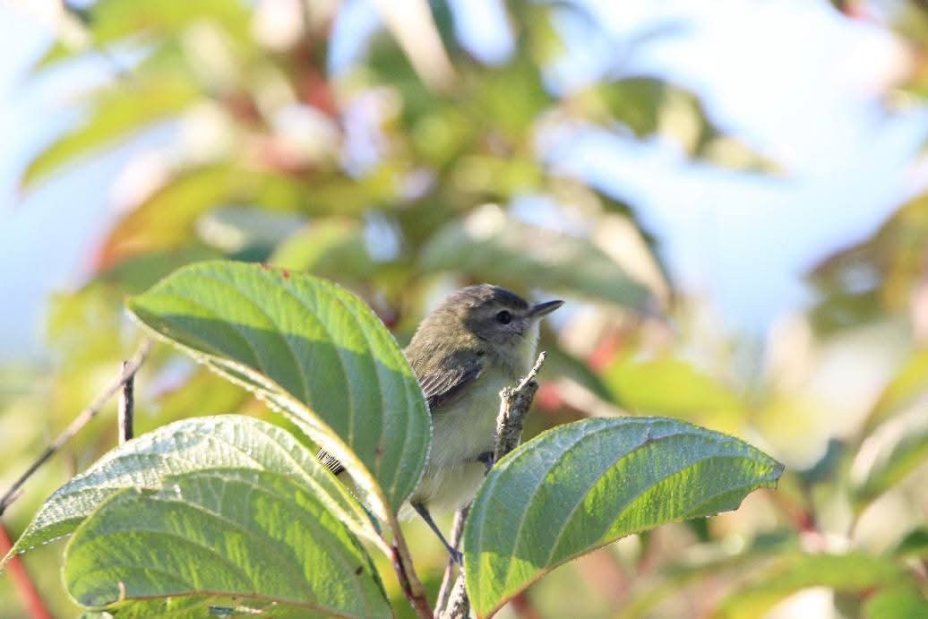Philadelphia Vireo - ML643728835