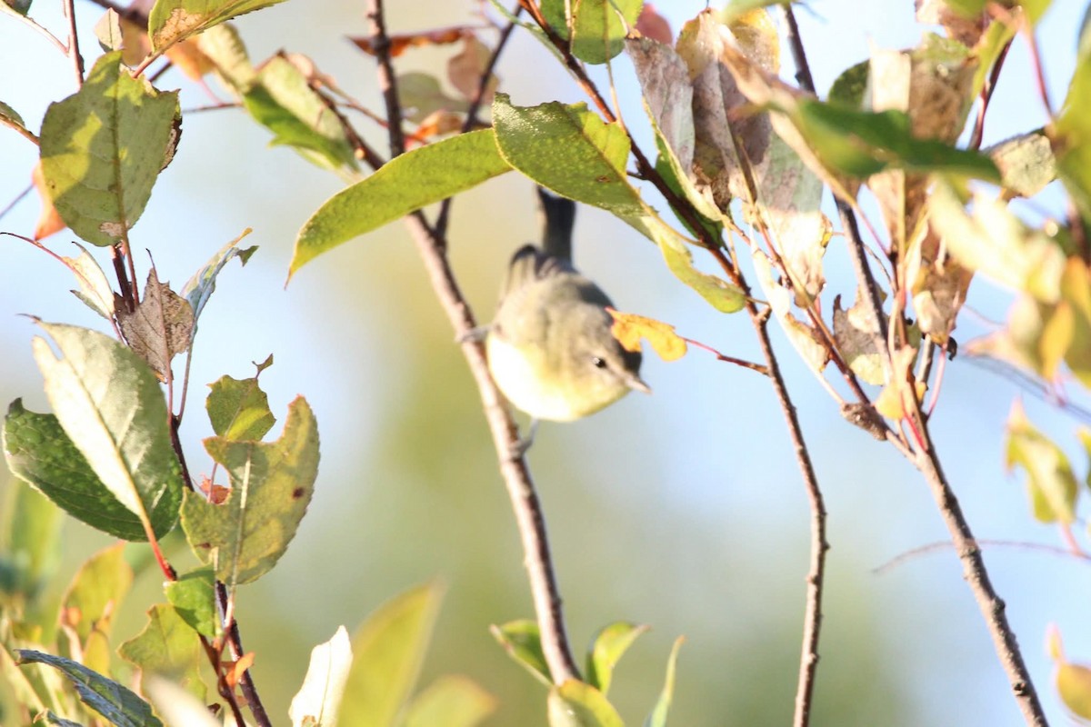 Philadelphia Vireo - ML643728836