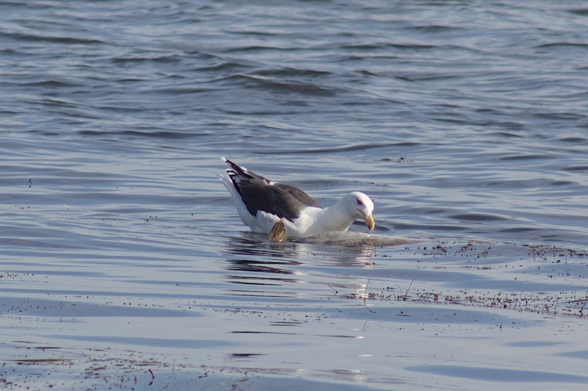 Great Black-backed Gull - ML643728845