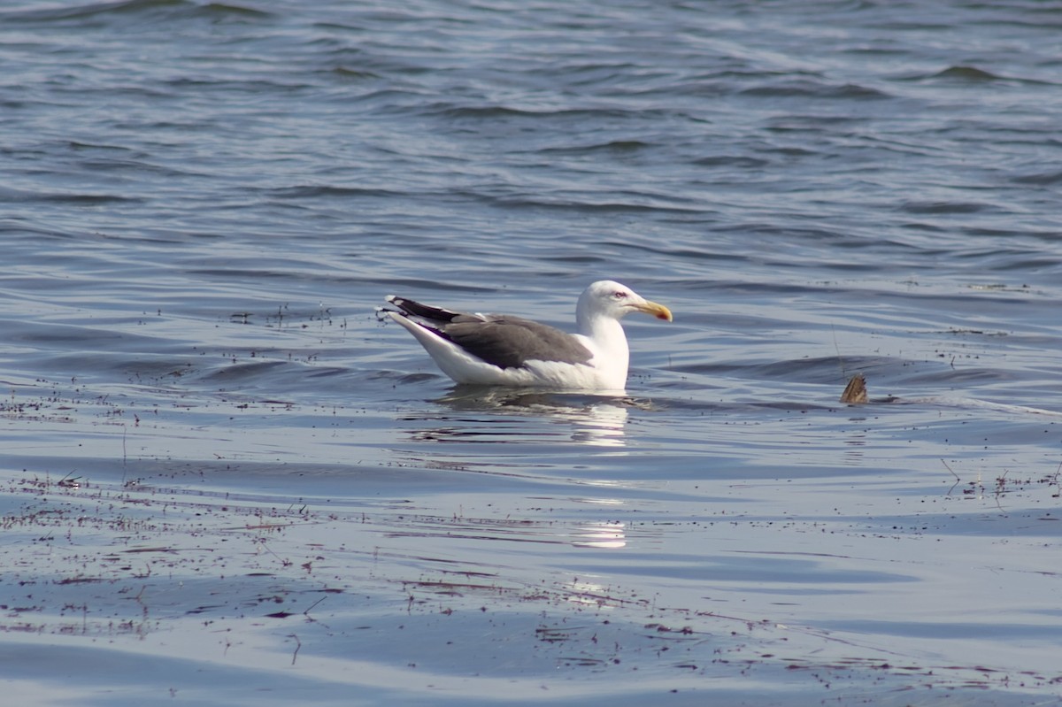 Great Black-backed Gull - ML643728846