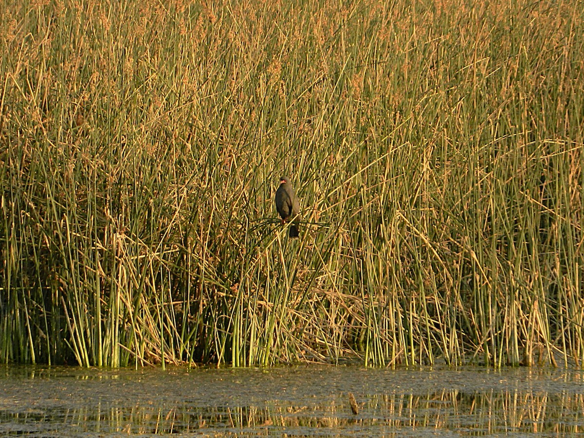 Snail Kite - ML643728853