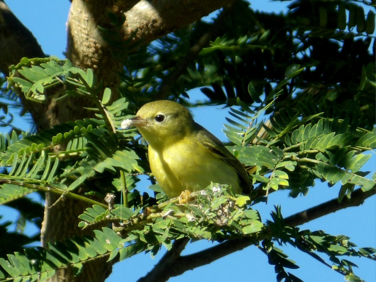 Yellow Warbler (Northern) - ML643728858