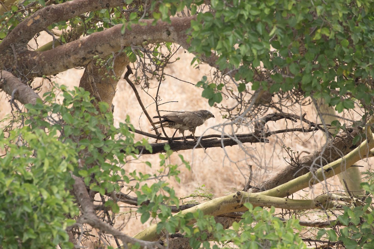 Black-chested Snake-Eagle - ML643728859