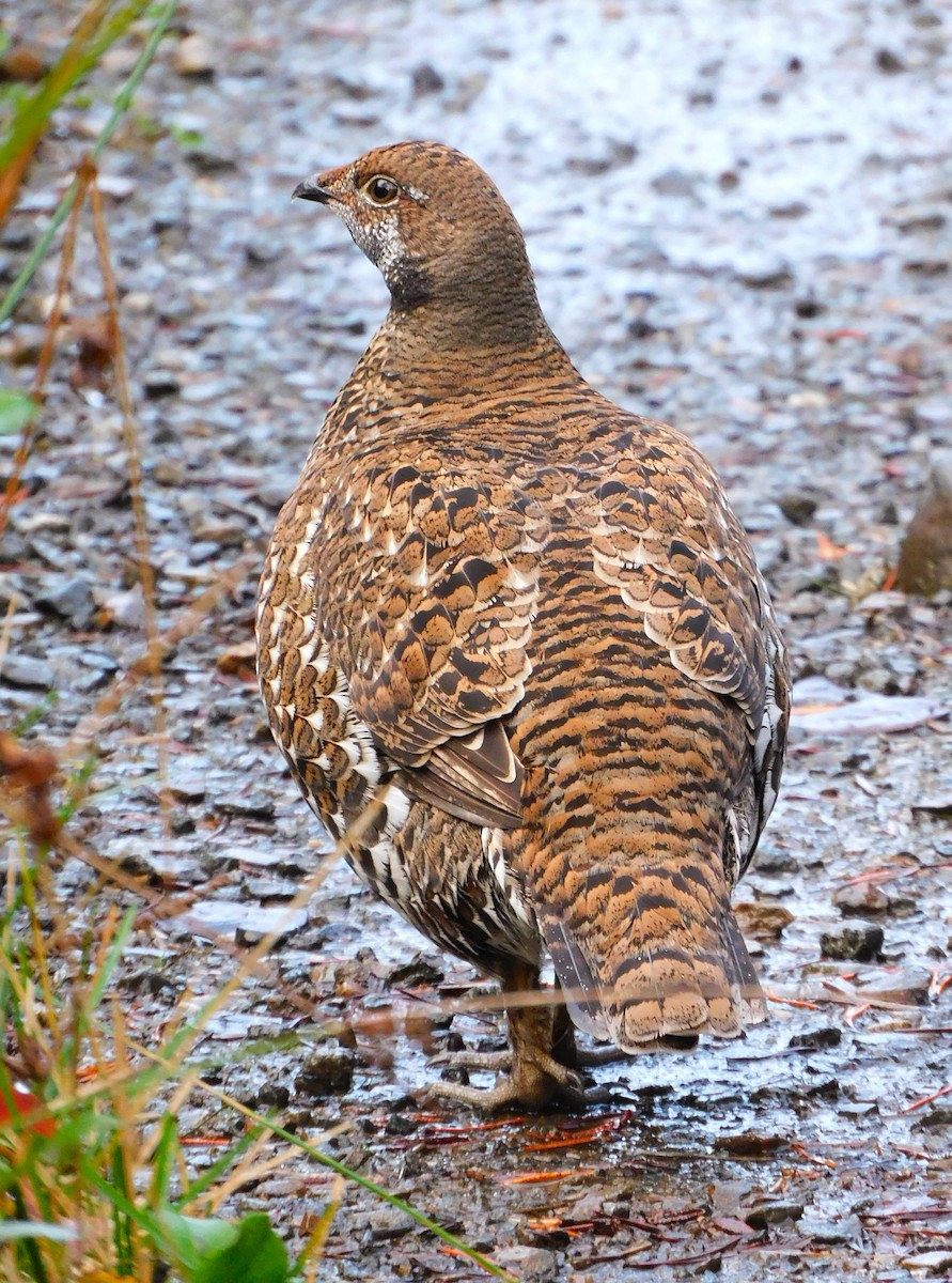 Sooty Grouse - ML643728862