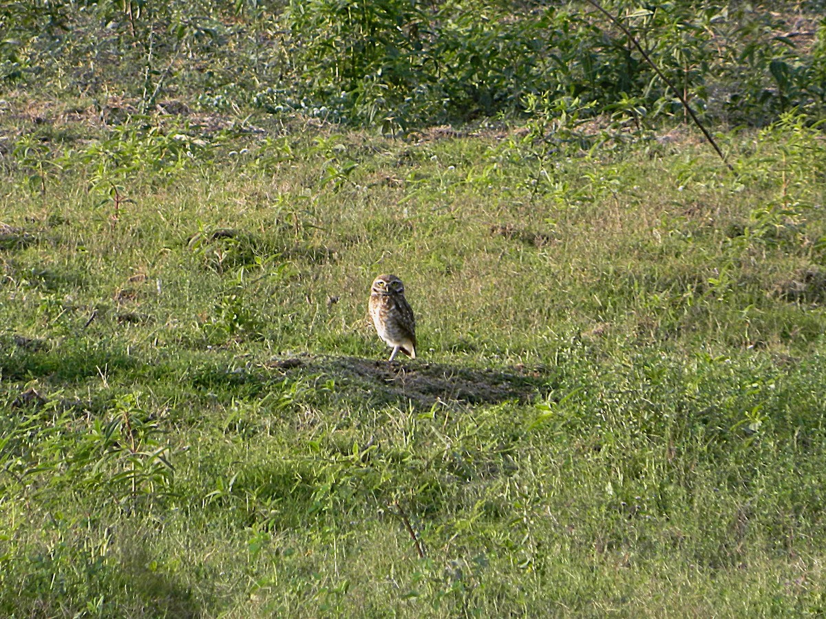 Burrowing Owl - ML643728864