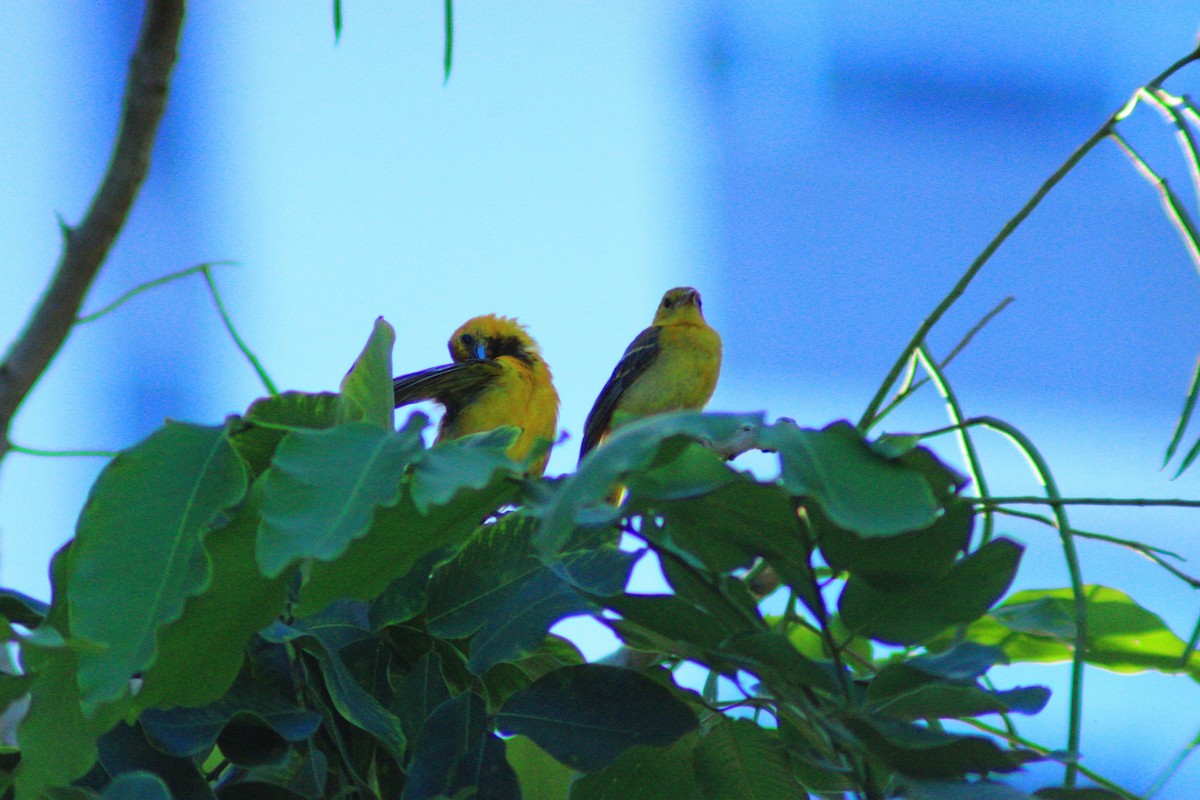 Oriole orange - ML643728866