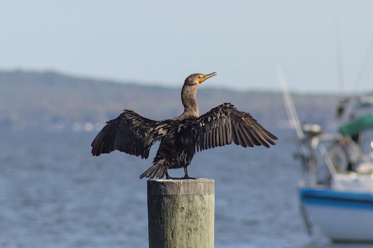 Cormoran à aigrettes - ML643728867