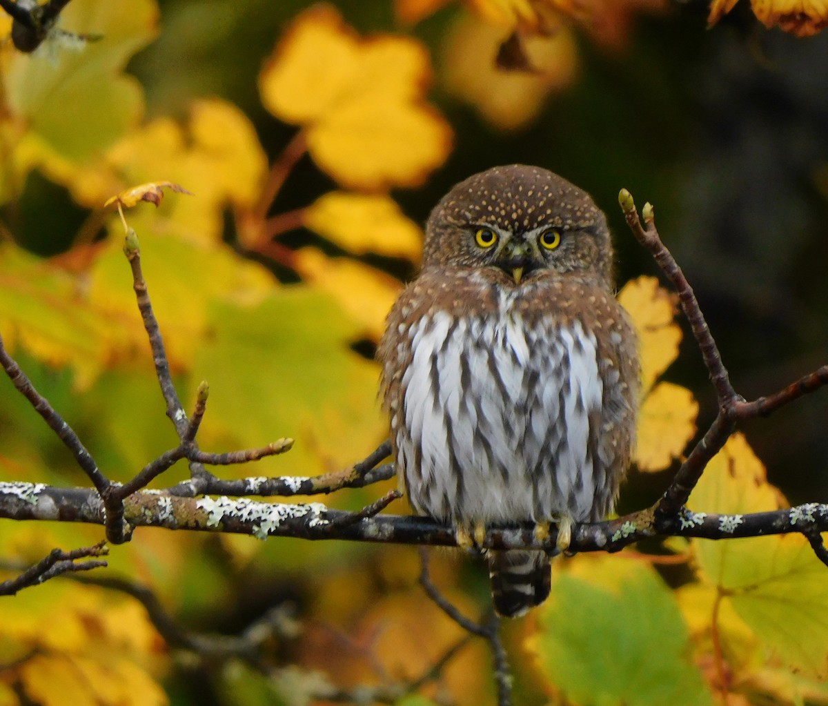 Northern Pygmy-Owl - ML643728871