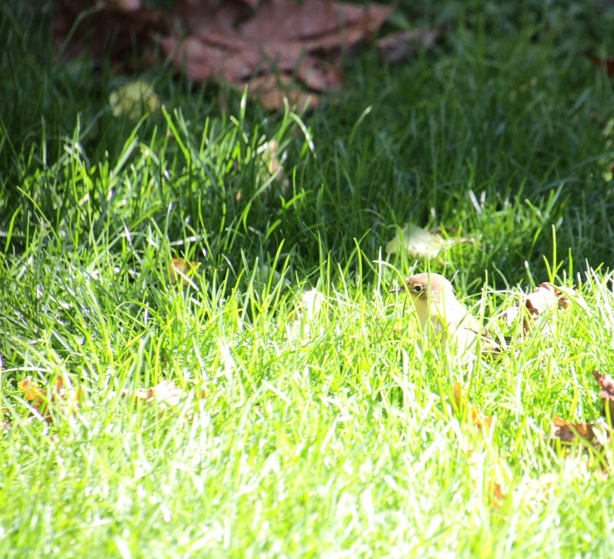 Common Yellowthroat - ML643728876
