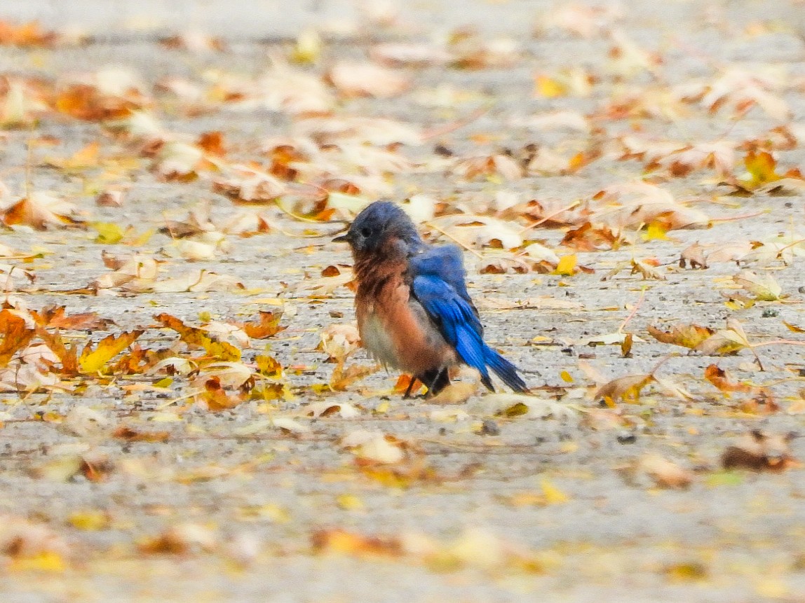 Eastern Bluebird - ML643728878