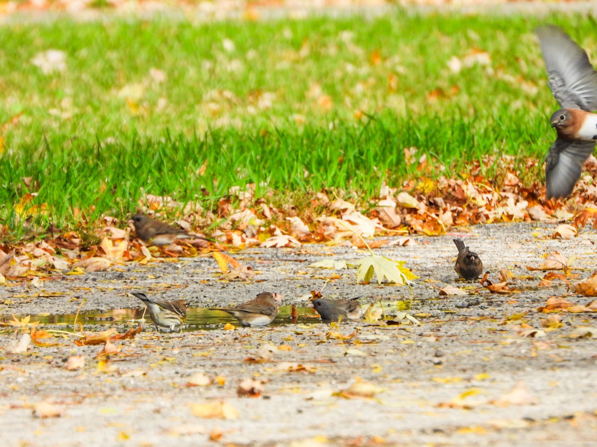 Eastern Bluebird - ML643728879