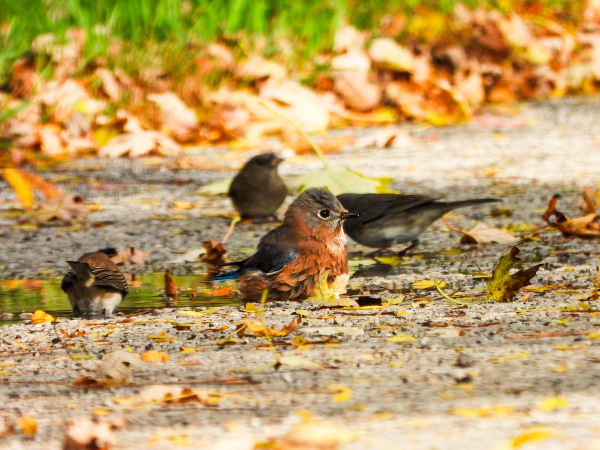 Eastern Bluebird - ML643728880